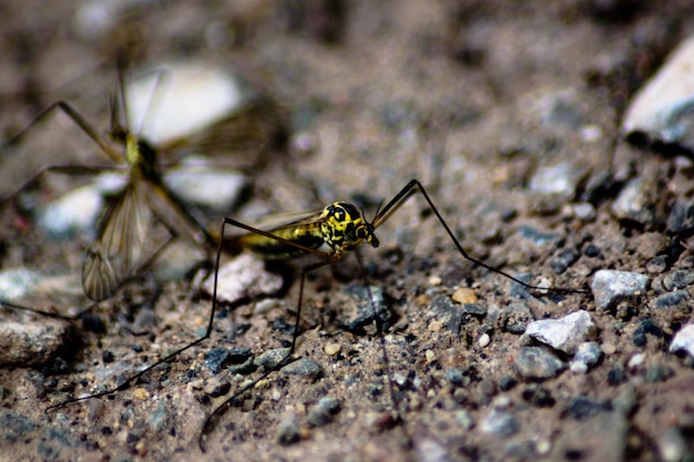 Close-up of insect