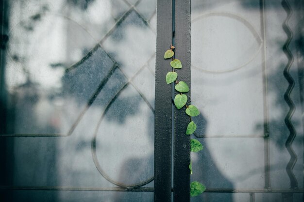 Photo close- up of ivy growing on window