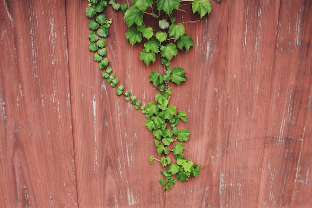 Photo close-up of ivy on wood