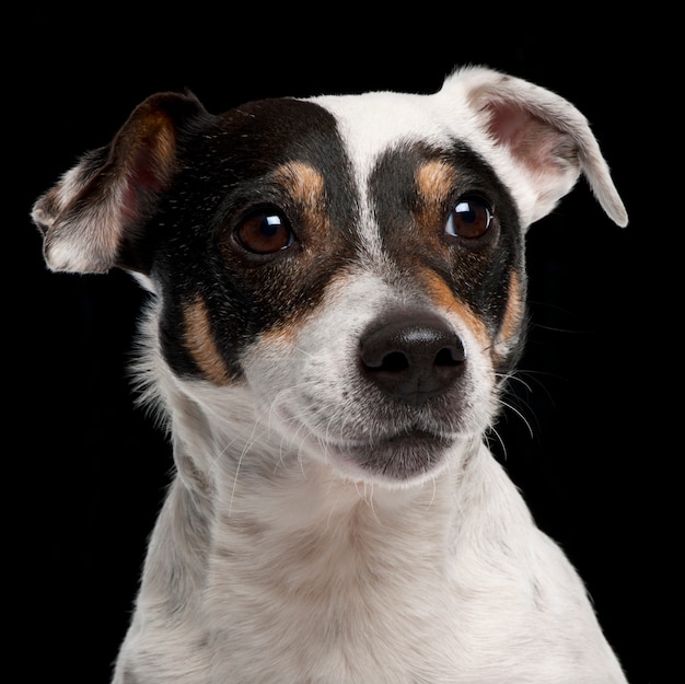 Close-up of Jack Russell Terrier, 10 years old, 