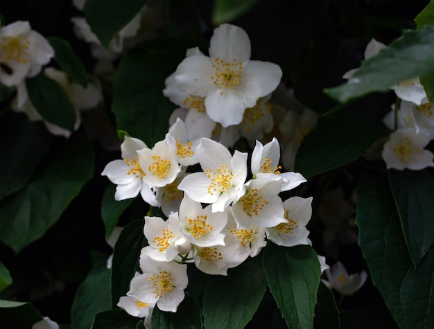 Close up of jasmine flowers in a garden.