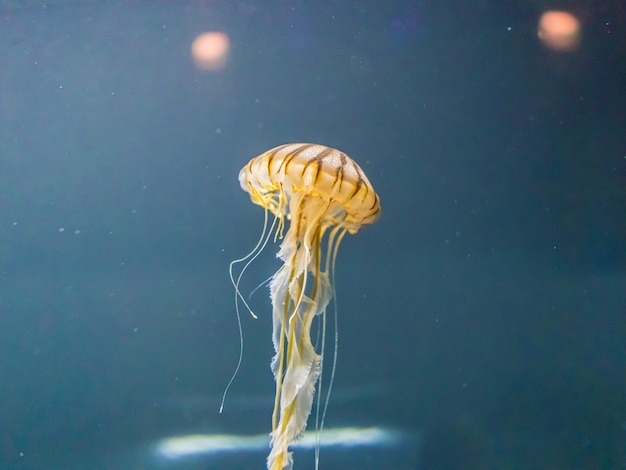 Close up jelly fish under water