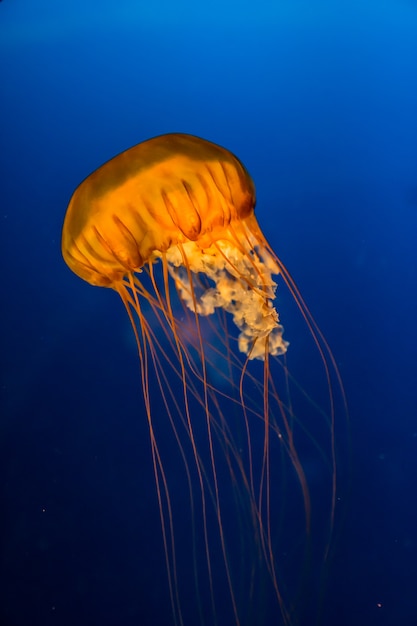 Close up of jellyfish in an aquarium under bright blue lights.