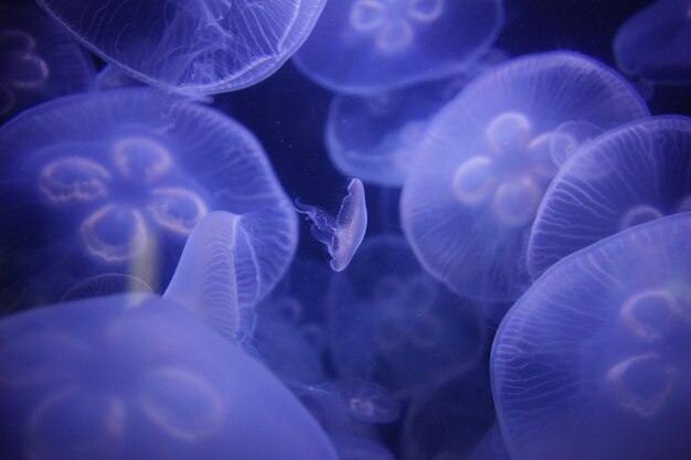 Close-up of jellyfish in sea