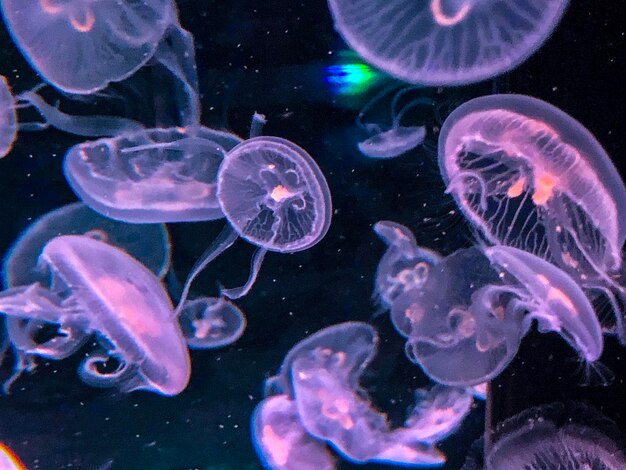 Close-up of jellyfish in sea