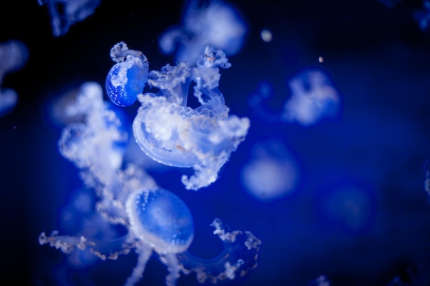 Close-up of jellyfish swimming in sea