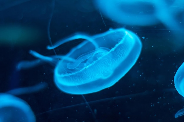 Close-up of jellyfish swimming in sea