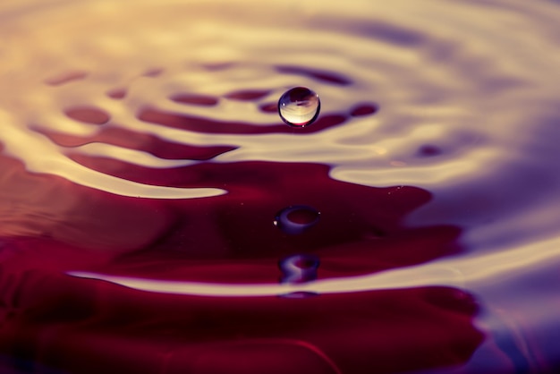 Photo close-up of jellyfish in water