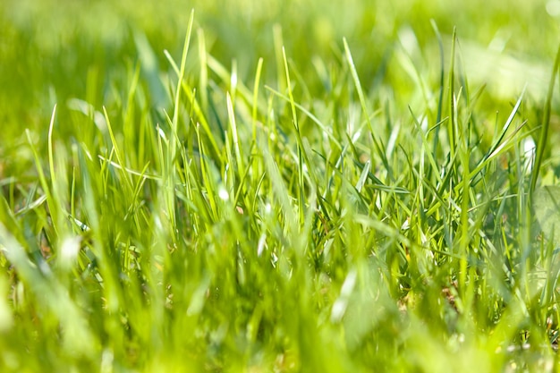 Close up of juicy green grass in sunny morning