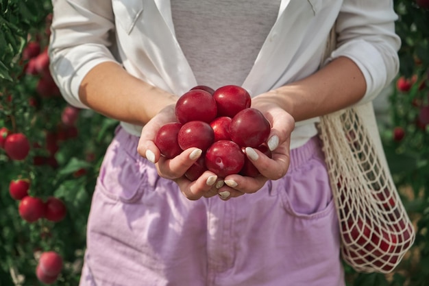 Close up of juicy plums in the hands of a woman grown in the family backyard garden