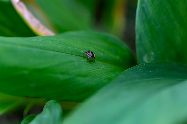 Close up a Jumping Spider Salticidae clings on a leaf on blurry green background Selective focus