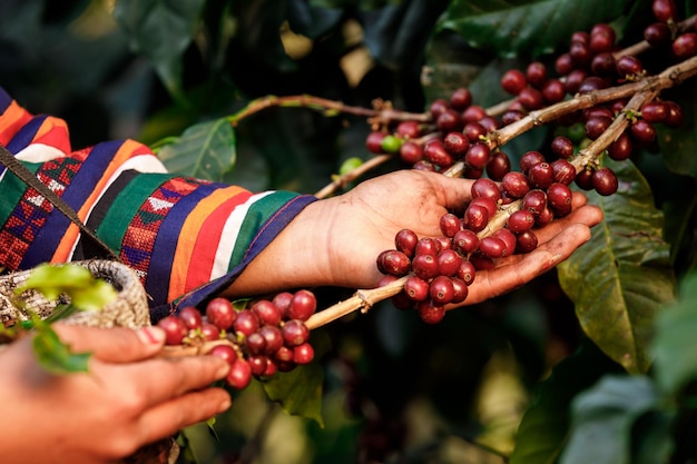 Close up Karen farmer Hands harvest coffee bean ripe Red berries plant fresh seed coffee tree growth in organic farm at Chiang Rai Thailand