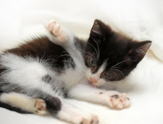 Close-up of kitten relaxing on bed