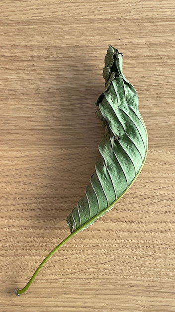 Photo close up kratom leaf green leaf background