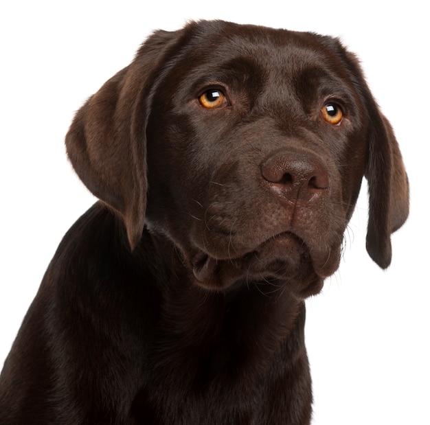 Close-up of Labrador Retriever puppy, 5 months old,