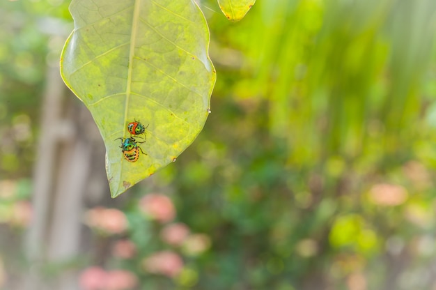 close up ladybug or beetle on leave