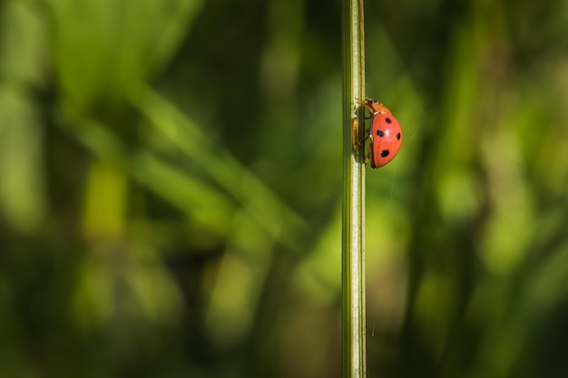 Close up of ladybug crawling on grass