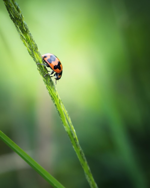 Close up ladybug creeping on grass