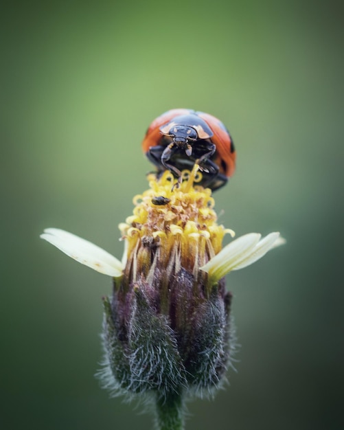 Close up ladybug on grass flower