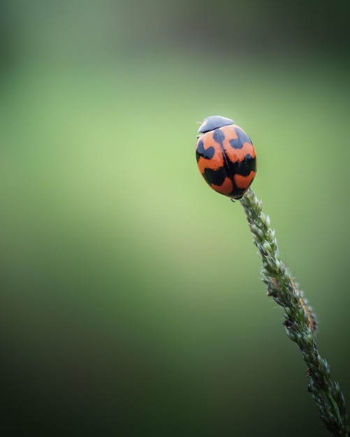 Close up ladybug on the grass