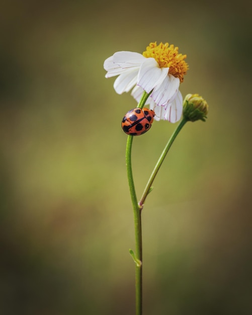 Close up ladybug hiding on a flower