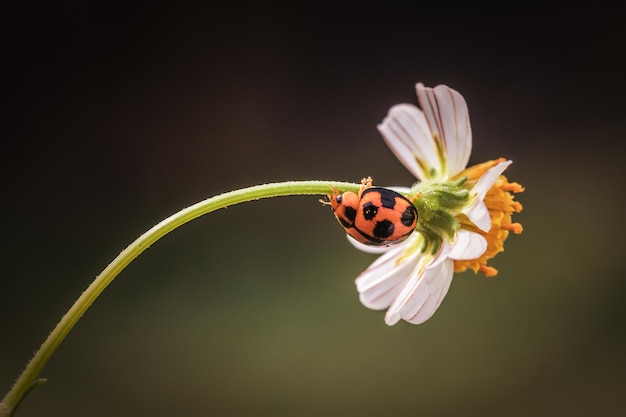 Close up ladybug hiding on a flower