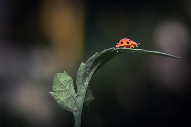 Close up of a ladybug on a leaf