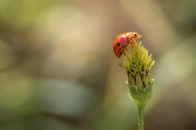 Close up of ladybug spotted on grass