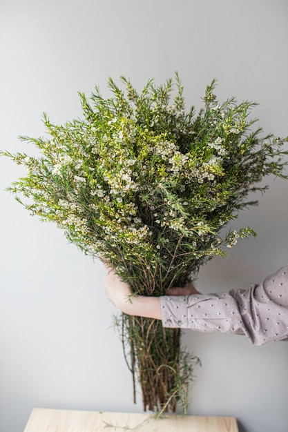 Close-up Large Beautiful bouquet of white waxflower. Flower background and Wallpaper. Floral shop concept . Beautiful fresh cut bouquet. Flowers delivery.