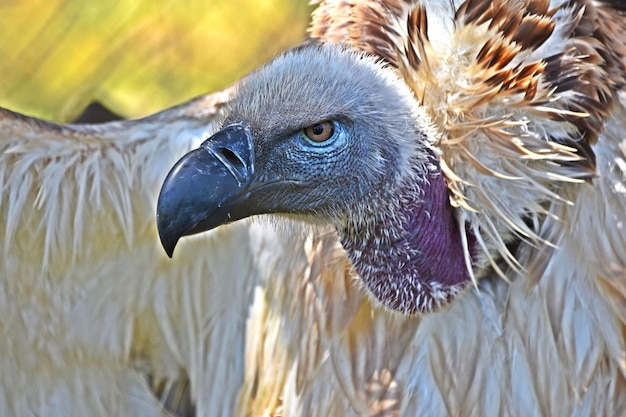 Close up of large brown Cape vulture