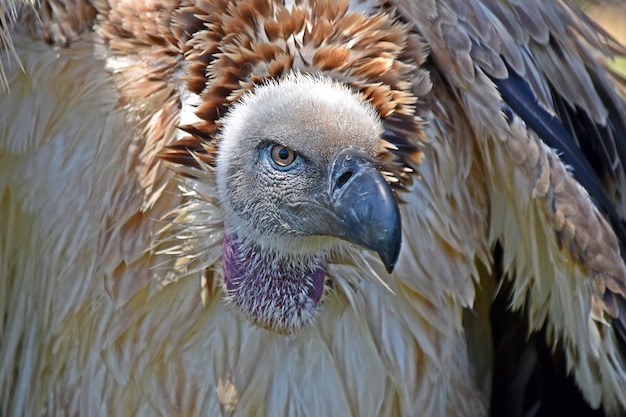 Close up of large brown Cape vulture