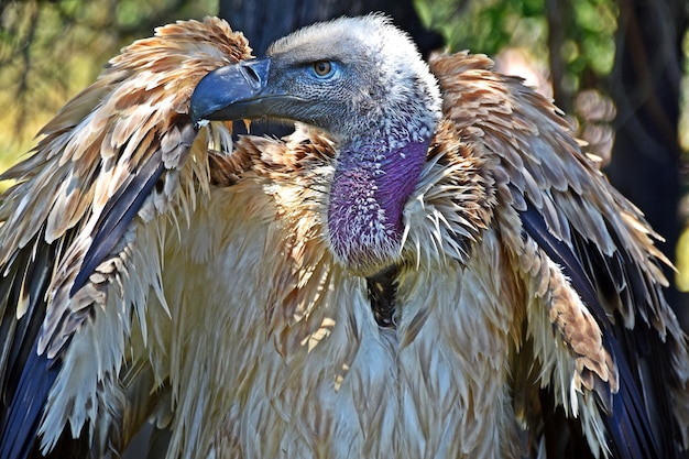 Close up of large brown Cape vulture