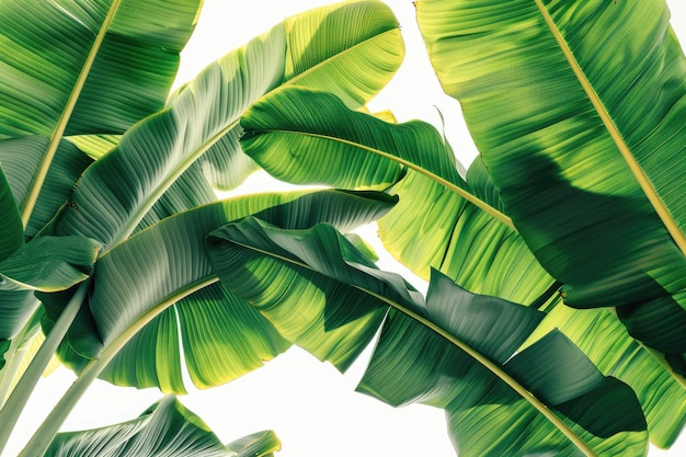 Close up of large green banana leaves from exotic palm tree in sunlight on white background Tropical