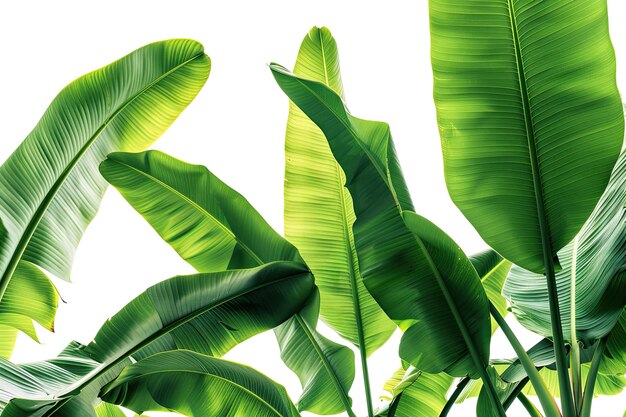 Close up of large green banana leaves from exotic palm tree in sunlight on white background Tropical