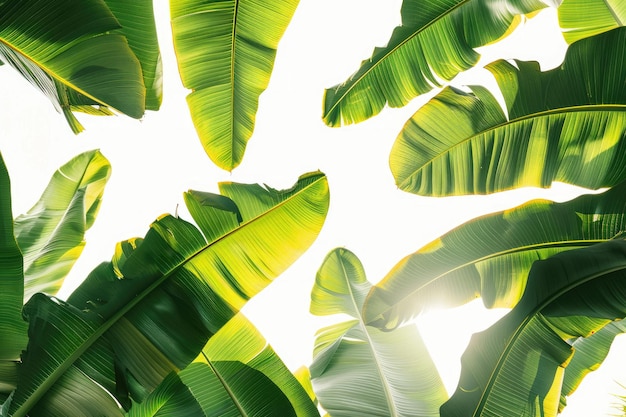 Close up of large green banana leaves from exotic palm tree in sunlight on white background Tropical