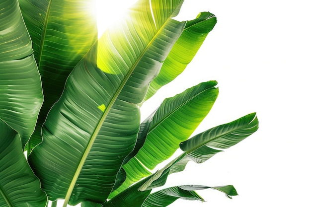 Close up of large green banana leaves from exotic palm tree in sunlight on white background Tropical