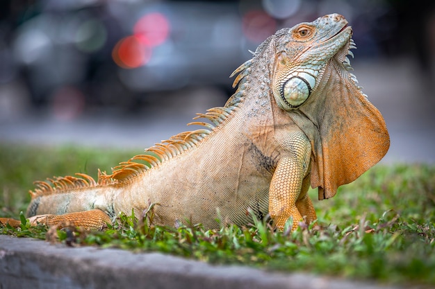 Close up of a large iguana