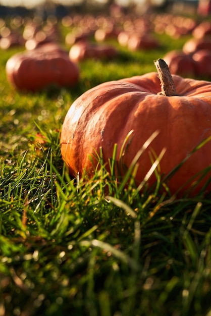 Close up of large pumpkin in pumpkin patch outdoors crop view of rip round pumpkin illuminated with