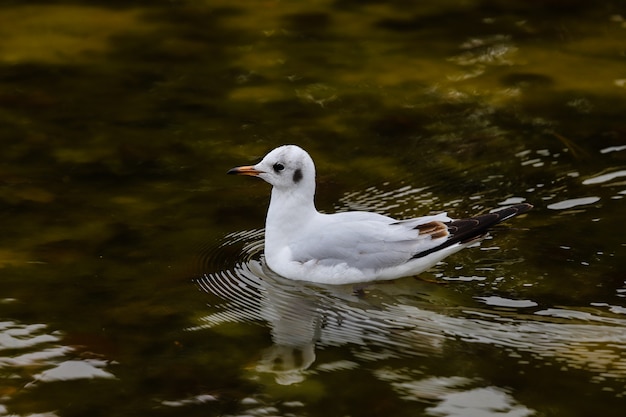 Close up of laughing seagull in the green waters of a pond.