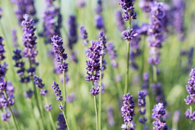 Close-up of lavender blooming outdoors