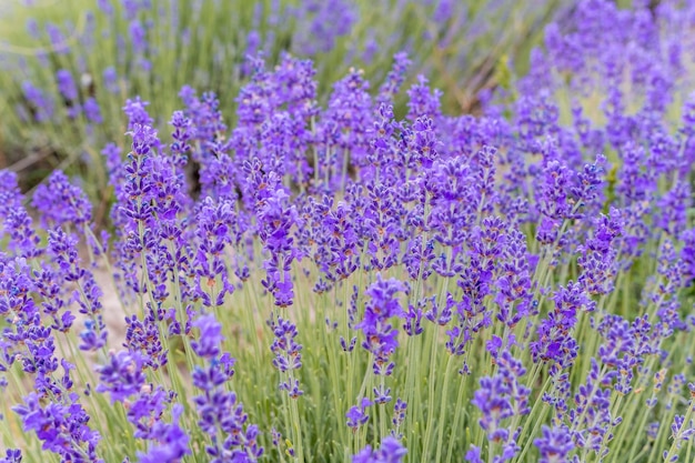 Close up lavender flower blooming scented fields in endless rows on sunset selective focus on bushes