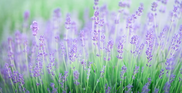 Close up of lavender flowers background