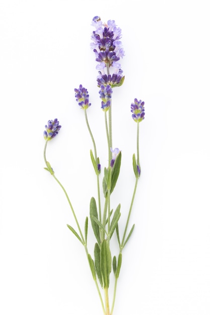 Close-up of lavender flowers