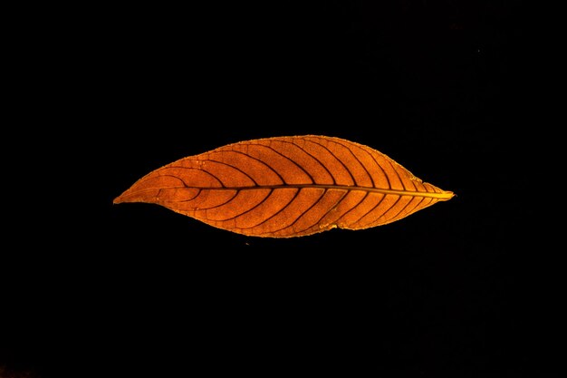 Close-up of a leaf against black background