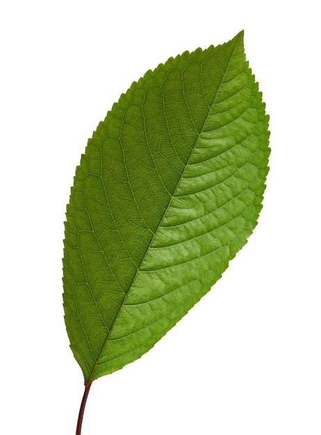 Close-up of leaf against white background