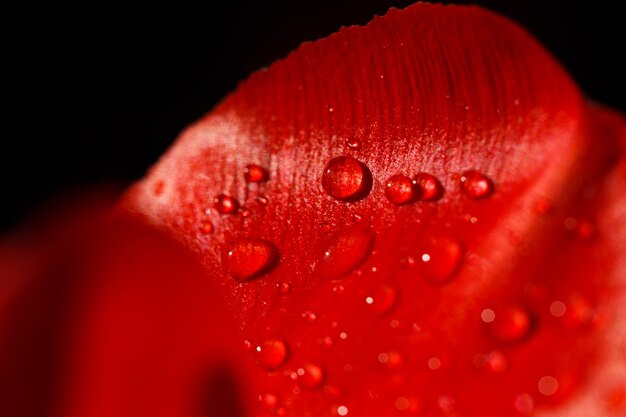 Close-up of a leaf of red tulip in drops of water under the rays of sunlight.