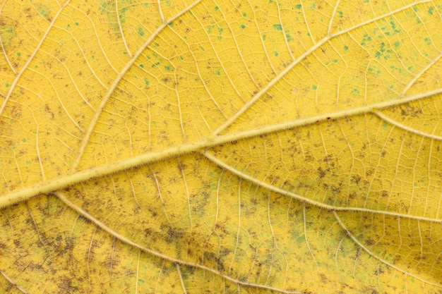 Close up leaf surface texture background