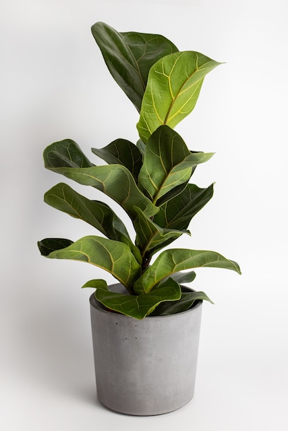 Close up of leaf of tropical fiddle leaf fig ficus lyrata houseplant isolated on white background po...