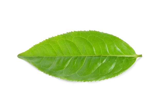 Close-up of leaf over white background