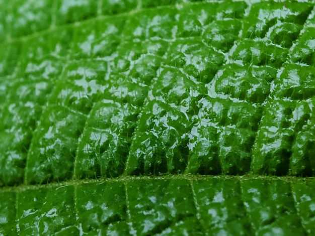 A close up of a leaf with the green leaf and the word " on it "